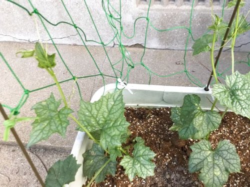 伸びるへちま
