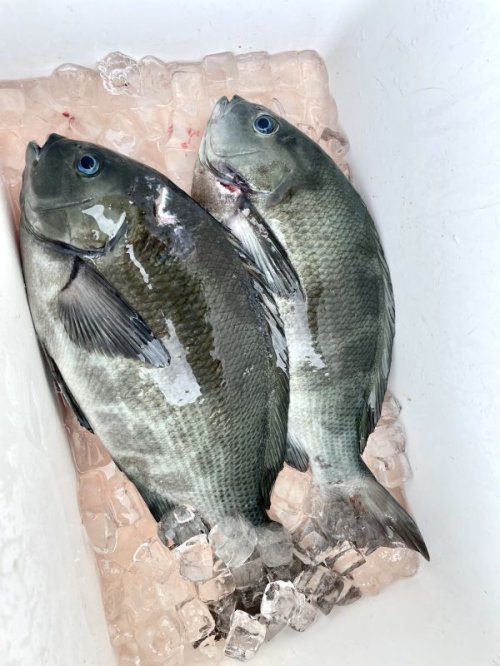 サクッと魚突き。