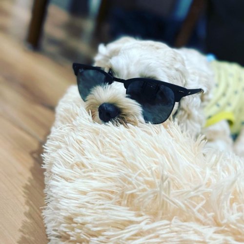 福です🐕