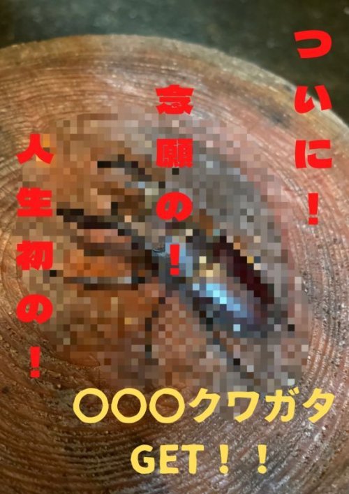 ムシキングへの道②