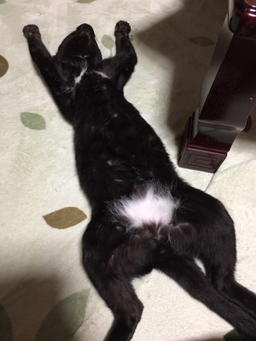 くろねこ兄弟