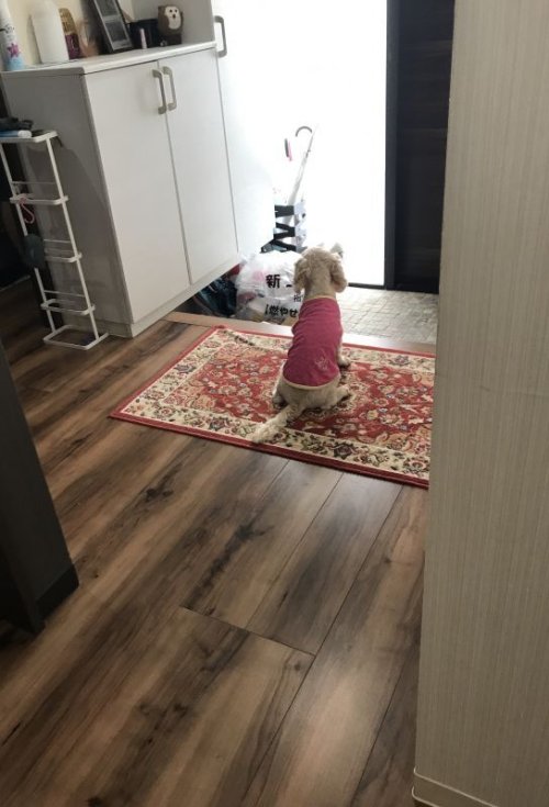 待ってる🐕ワン