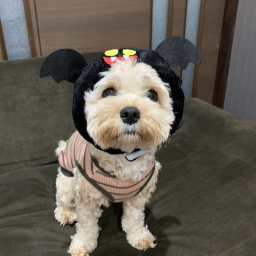 ハロウィン🎃