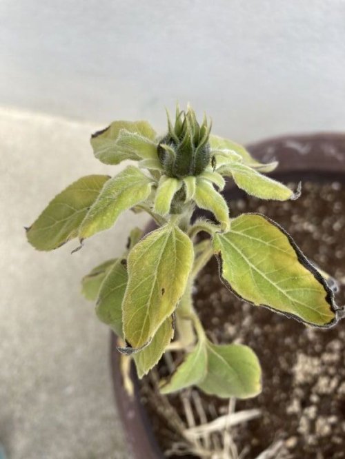 生きてます🌻