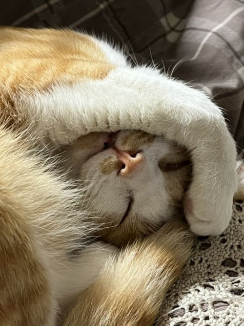 猫の日