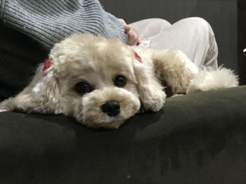 トリミング🐶
