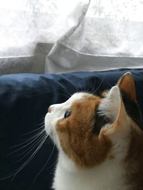 うきうき