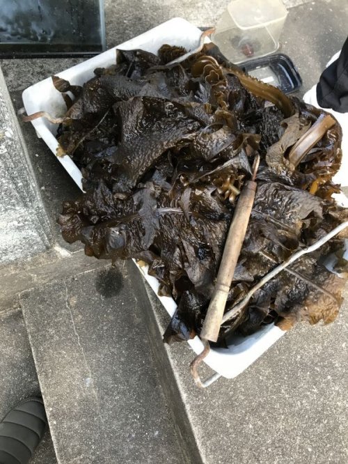 めかぶ祭